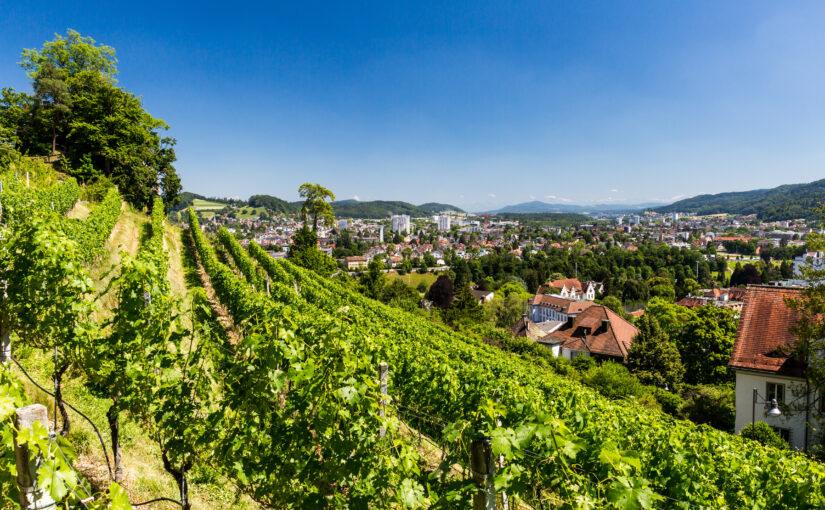 Weinanbau zwischen Aare, Reuss und Limmat